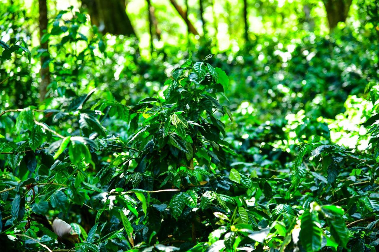 Niraamaya Blue Mountain -Chikmagalur Acomodação com café da manhã Tarikere Exterior foto